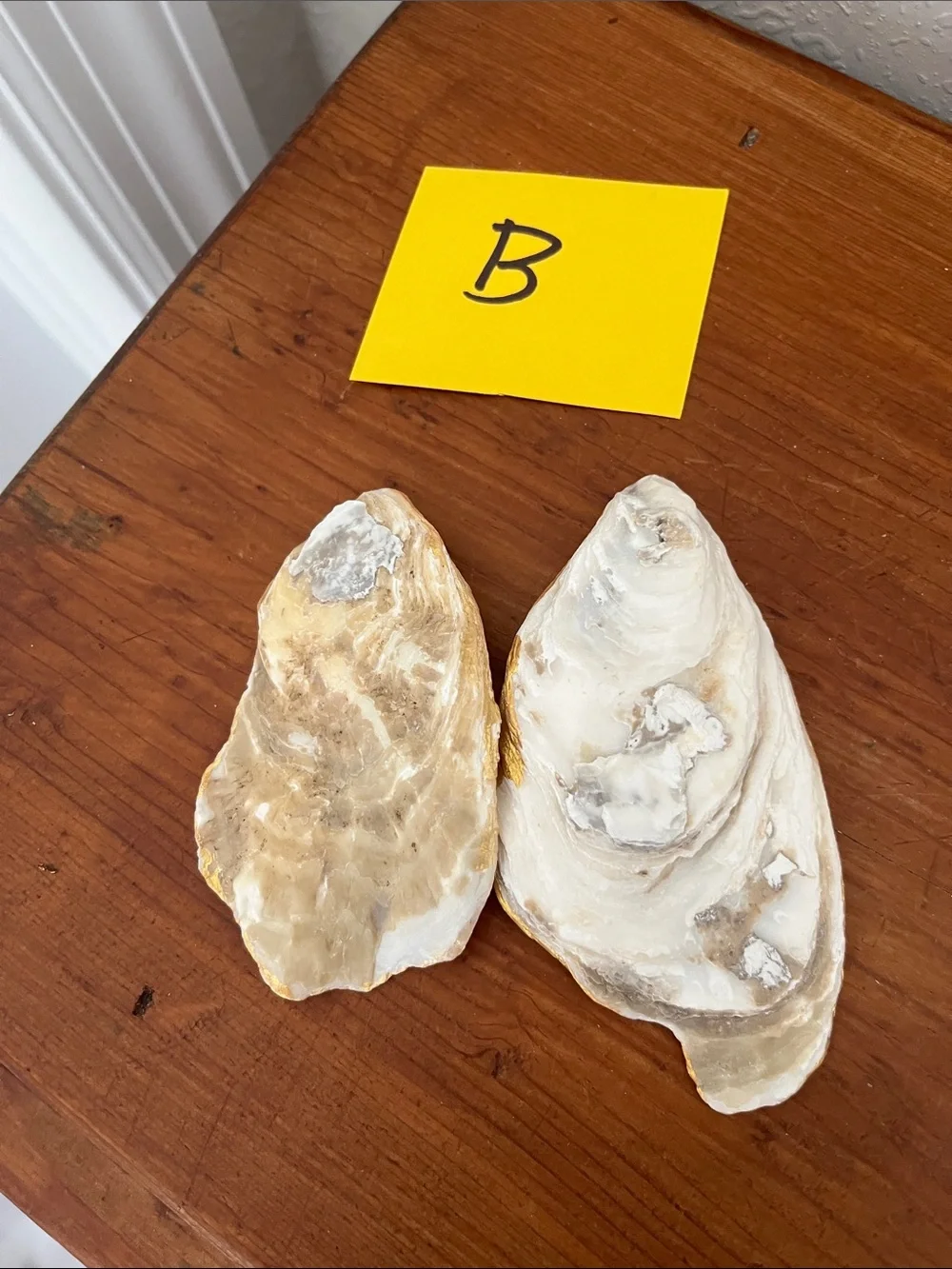 Pair of White Oyster Shell Trinket Dishes with Gold Edging Great for Crafting